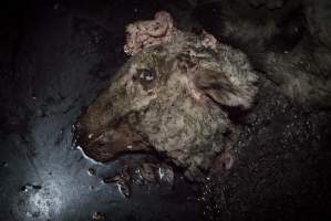Cradoc Hill Abattoir - Huon Valley Meat Co - Captured at Skyview Processing Abattoir, Cradoc TAS Australia.