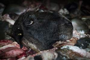 Cradoc Hill Abattoir - Huon Valley Meat Co - Captured at Skyview Processing Abattoir, Cradoc TAS Australia.