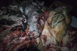 Cradoc Hill Abattoir - Huon Valley Meat Co - Captured at Skyview Processing Abattoir, Cradoc TAS Australia.
