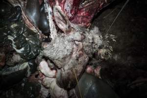 Cradoc Hill Abattoir - Huon Valley Meat Co - Captured at Skyview Processing Abattoir, Cradoc TAS Australia.