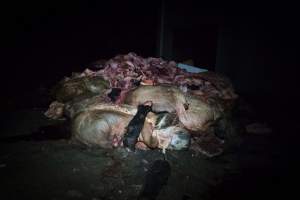 Cradoc Hill Abattoir - Huon Valley Meat Co - Captured at Skyview Processing Abattoir, Cradoc TAS Australia.