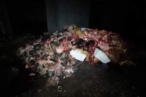 Cradoc Hill Abattoir - Huon Valley Meat Co - Captured at Skyview Processing Abattoir, Cradoc TAS Australia.