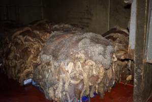 Cradoc Hill Abattoir - Huon Valley Meat Co - Captured at Skyview Processing Abattoir, Cradoc TAS Australia.