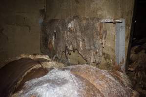 Cradoc Hill Abattoir - Huon Valley Meat Co - Captured at Skyview Processing Abattoir, Cradoc TAS Australia.