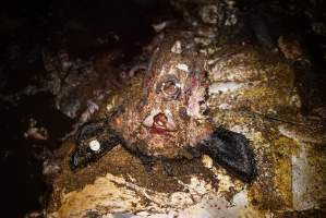 Cradoc Hill Abattoir - Huon Valley Meat Co - Captured at Skyview Processing Abattoir, Cradoc TAS Australia.