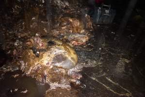 Cradoc Hill Abattoir - Huon Valley Meat Co - Captured at Skyview Processing Abattoir, Cradoc TAS Australia.