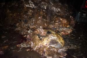 Cradoc Hill Abattoir - Huon Valley Meat Co - Captured at Skyview Processing Abattoir, Cradoc TAS Australia.