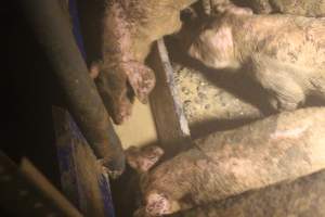 Pigs drinking dirty water - Captured at Glasshouse Country Farms, Beerburrum QLD Australia.