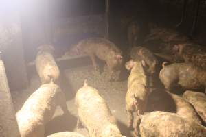 Pigs drinking in dirty water - Captured at Glasshouse Country Farms, Beerburrum QLD Australia.