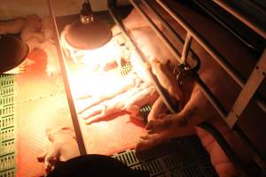 Piglets and sow - Captured at Glasshouse Country Farms, Beerburrum QLD Australia.