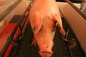 Sow - Captured at Glasshouse Country Farms, Beerburrum QLD Australia.