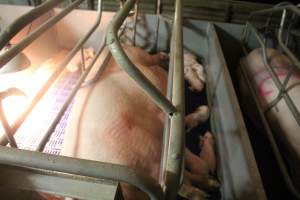 Piglets sleeping - Captured at Glasshouse Country Farms, Beerburrum QLD Australia.
