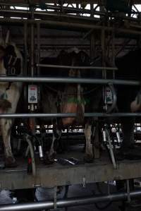 Dairy cows - Captured at Caldermeade Farm, Caldermeade VIC Australia.