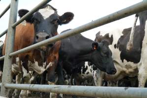 Dairy cows - Waiting to be milked - Captured at Caldermeade Farm, Caldermeade VIC Australia.