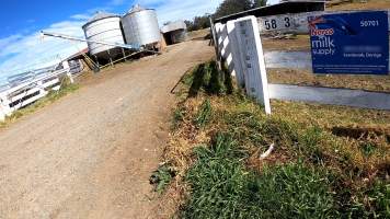 Captured at MB and JG Moore Dairy, Fernbrook NSW Australia.