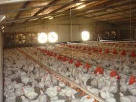 PoultryFarmsAustralia.com.au listing photo - http://www.poultryfarmsaustralia.com.au/property-past-details/vic/lethbridge/23.html - Captured at Unknown free-range egg farm, Lethbridge VIC Australia.
