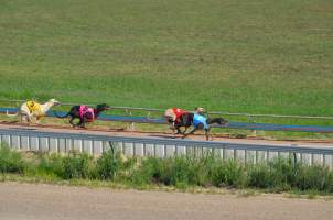 Greyhound Racing - Captured at Maitland Greyhounds, South Maitland NSW Australia.