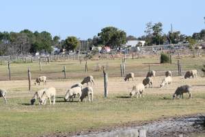 Sheep waiting to be killed - No shelter from weather extremes. - Captured at Dardanup Butchering Company, WA Australia.