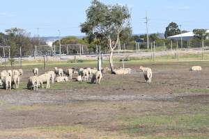 Sheep waiting to be killed - No shelter from weather extremes. - Captured at Dardanup Butchering Company, WA Australia.