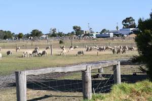 Sheep waiting to be killed - No shelter from weather extremes. - Captured at Dardanup Butchering Company, WA Australia.