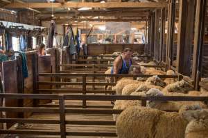 Sheep shearing - The Merino breed, accounting for around 80% of the wool produced in Australia, have been selectively bred to have wrinkled skin resulting in excessive amounts of wool while making them much more prone to flystrike. To reduce soiling and the risk of flystrike for the lambs who make it to summer, their tails are docked or cut off entirely, and they are often mulesed at the same time, which involves cutting off the skin around their buttocks and the base of their tail with metal shears. If the lambs are younger than 6 months, it is legal to do this without any pain relief.
Sheep shearers are paid by the number of sheep shorn, not by the hour, so speed is prioritised over precision, and there is no requirement for formal training or accreditation.
After a few years, when they can no longer produce enough wool to be considered profitable, the sheep are sent to slaughter and sold as mutton, while lambs raised for meat are killed between 4 and 12 months of age, far short of a natural lifespan of 12-14 years.
Approximately 32 million sheep and lambs are killed each year in Australia. - Captured at Madura Station, Madura WA Australia.
