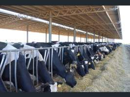 https://www.realestate.com.au/sold/property-other-sa-two+wells-7843250 - Captured at Minko North Dairy, Korunye SA Australia.
