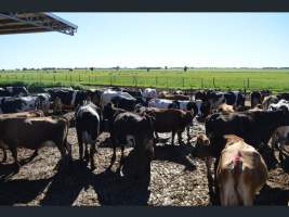 https://www.realestate.com.au/sold/property-other-sa-two+wells-7843250 - Captured at Minko North Dairy, Korunye SA Australia.