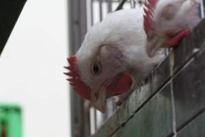 Kikiriki - Photos taken inside Kikiriki Live Poultry - Captured at Kikiriki Live Poultry Inc, NY United States.