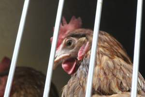 Kikiriki - Photos taken inside Kikiriki Live Poultry - Captured at Kikiriki Live Poultry Inc, NY United States.