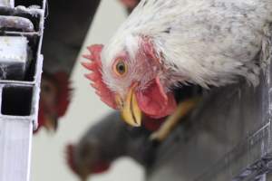 Kikiriki - Photos taken inside Kikiriki Live Poultry - Captured at Kikiriki Live Poultry Inc, NY United States.