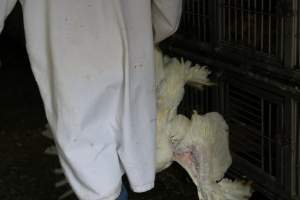 Kikiriki - Photos taken inside Kikiriki Live Poultry - Captured at Kikiriki Live Poultry Inc, NY United States.