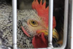 Kikiriki - Photos taken inside Kikiriki Live Poultry - Captured at Kikiriki Live Poultry Inc, NY United States.