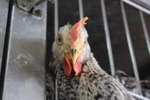 Kikiriki - Photos taken inside Kikiriki Live Poultry - Captured at Kikiriki Live Poultry Inc, NY United States.