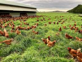 Layer hens outside the shed at a free-range farm.
Even free-range farms have a multitude of welfare issues, including:
- Painful de-beaking at the hatchery, to minimise the harm they can do to each other in the confinement of the shed (https://www.farmtransparency.org/videos?id=b4c0eb26f9)
- Slaughter of all male chicks at the hatchery, usually by shredding them in a 'macerator' (https://www.farmtransparency.org/videos?id=99a1846269). This is standard across all commercial egg hatcheries, regardless of whether the hens end up in caged, barn or free range farms.
- Due to decades of genetic manipulation and selective breeding, the hens lay an egg almost every day for a total of up to 330 per year, compared to the 10-15 that a wild hen would lay. This takes a substantial toll on their physical health.
- Slaughter of hens from 18 months of age, once their egg-laying has slowed significantly enough for them to be considered 'spent'. Two common methods for killing them are sending them to a slaughterhouse (https://www.farmtransparency.org/videos?id=77d90d11c2), or killing them on on farm using a portable gas chamber.
Chickens naturally form and live within a social hierarchy called a pecking order, but are only able to recognise around 100 other chickens. In sheds or paddocks with thousands of other birds, their inability to maintain this pecking order results in chaos. The weak birds are picked on with no way to escape. Disease spreads rapidly; an outbreak of avian influenza at a New South Wales free range egg farm in 2013, believed to be contracted from wild ducks, led to the culling of over 400,000 farmed hens.
To find out more about Australian egg farming: www.watchdominion.com - Captured at Josh's Rainbow Eggs, Monegeetta VIC Australia.