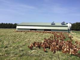 Layer hens outside the shed at a free-range farm.
Even free-range farms have a multitude of welfare issues, including:
- Painful de-beaking at the hatchery, to minimise the harm they can do to each other in the confinement of the shed (https://www.farmtransparency.org/videos?id=b4c0eb26f9)
- Slaughter of all male chicks at the hatchery, usually by shredding them in a 'macerator' (https://www.farmtransparency.org/videos?id=99a1846269). This is standard across all commercial egg hatcheries, regardless of whether the hens end up in caged, barn or free range farms.
- Due to decades of genetic manipulation and selective breeding, the hens lay an egg almost every day for a total of up to 330 per year, compared to the 10-15 that a wild hen would lay. This takes a substantial toll on their physical health.
- Slaughter of hens from 18 months of age, once their egg-laying has slowed significantly enough for them to be considered 'spent'. Two common methods for killing them are sending them to a slaughterhouse (https://www.farmtransparency.org/videos?id=77d90d11c2), or killing them on on farm using a portable gas chamber.
Chickens naturally form and live within a social hierarchy called a pecking order, but are only able to recognise around 100 other chickens. In sheds or paddocks with thousands of other birds, their inability to maintain this pecking order results in chaos. The weak birds are picked on with no way to escape. Disease spreads rapidly; an outbreak of avian influenza at a New South Wales free range egg farm in 2013, believed to be contracted from wild ducks, led to the culling of over 400,000 farmed hens.
To find out more about Australian egg farming: www.watchdominion.com - Captured at Josh's Rainbow Eggs, Monegeetta VIC Australia.