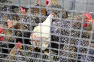 Pepe's Poultry Market - Photos taken inside Pepe's Poultry Market, located in Newark, New Jersey. - Captured at Pepe's Poultry Market LLC, Newark NJ United States.