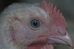 RSPCA Approved Chicken - Captured at Londonderry Road, Londonderry NSW.