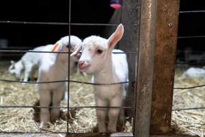 Female baby goats - Captured at Lochaber Goat Dairy, Meredith VIC Australia.