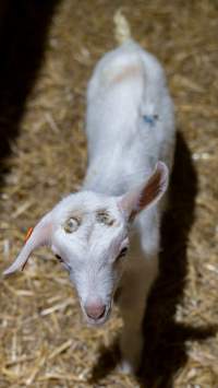 Doe kid with burnt head - Captured at Lochaber Goat Dairy, Meredith VIC Australia.