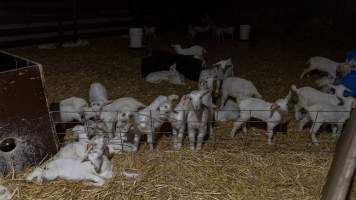 Doe kids - Captured at Lochaber Goat Dairy, Meredith VIC Australia.