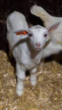 Doe kid - Captured at Lochaber Goat Dairy, Meredith VIC Australia.