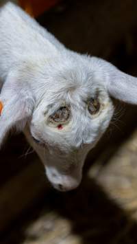 Female baby goats - Captured at Lochaber Goat Dairy, Meredith VIC Australia.