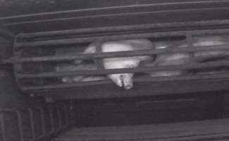 Pig screaming in gas chamber - Still from gas chamber footage - Captured at JBS Pork Australia (formerly Diamond Valley Pork), Laverton North VIC Australia.