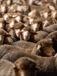 Sheep at Kaladbro Station feedlot - Kaladbro Station is an intensive confinement system (feedlot), housing 8000 sheep in western Victoria. - Captured at Kaladbro Station, Strathdownie VIC Australia.