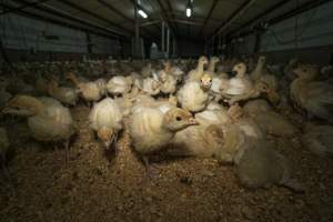 Young turkeys in shed - Captured at Numurkah Turkey Supplies - farm and abattoir, Numurkah VIC Australia.
