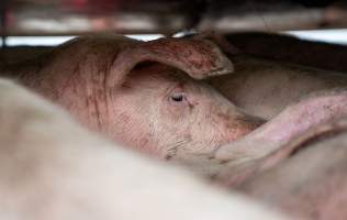 Captured at JBS Pork Australia (formerly Diamond Valley Pork), Laverton North VIC Australia.