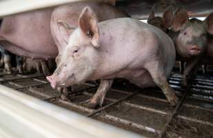 Captured at JBS Pork Australia (formerly Diamond Valley Pork), Laverton North VIC Australia.