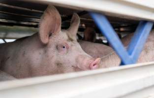Captured at JBS Pork Australia (formerly Diamond Valley Pork), Laverton North VIC Australia.