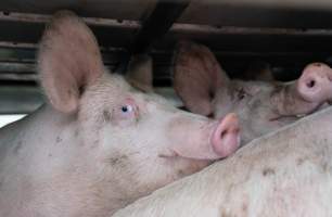 Captured at JBS Pork Australia (formerly Diamond Valley Pork), Laverton North VIC Australia.