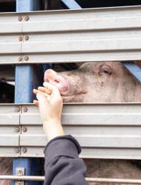 Captured at JBS Pork Australia (formerly Diamond Valley Pork), Laverton North VIC Australia.